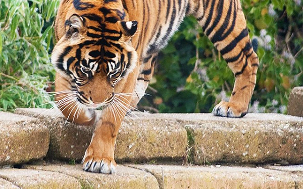 Những loài hổ quý hiếm nhất thế gian - Ảnh 1.