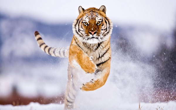 Những loài hổ quý hiếm nhất thế gian - Ảnh 10.
