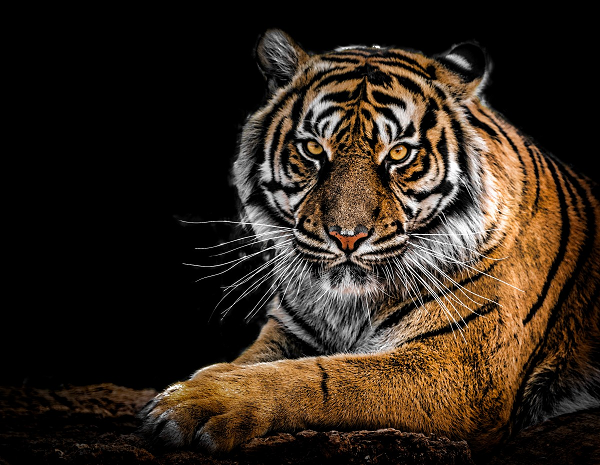 Những loài hổ quý hiếm nhất thế gian - Ảnh 12.