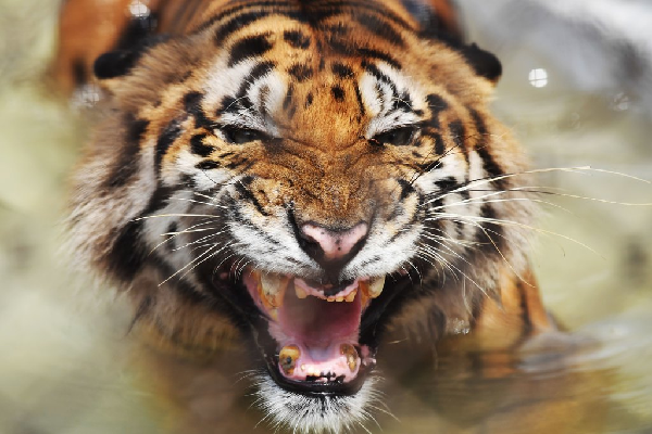 Những loài hổ quý hiếm nhất thế gian - Ảnh 3.