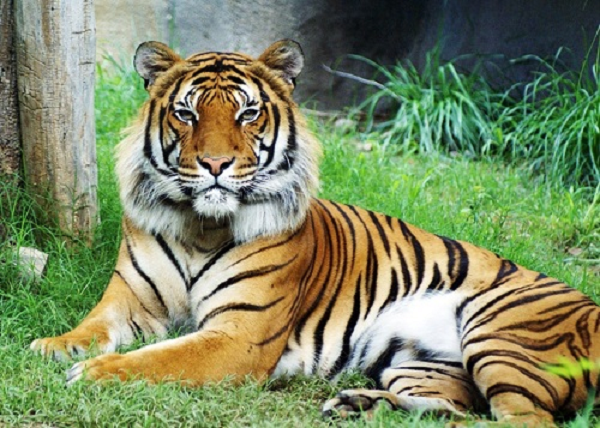 Những loài hổ quý hiếm nhất thế gian - Ảnh 8.