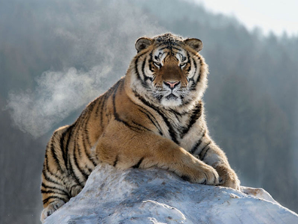Những loài hổ quý hiếm nhất thế gian - Ảnh 9.