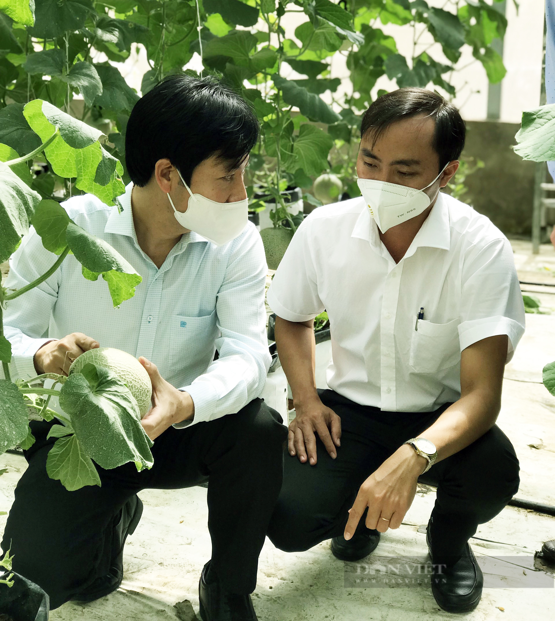 Cận Tết, về Bạc Liêu &quot;sống ảo&quot; trong vườn dưa lưới đẹp như mơ của Hội Nông dân - Ảnh 11.