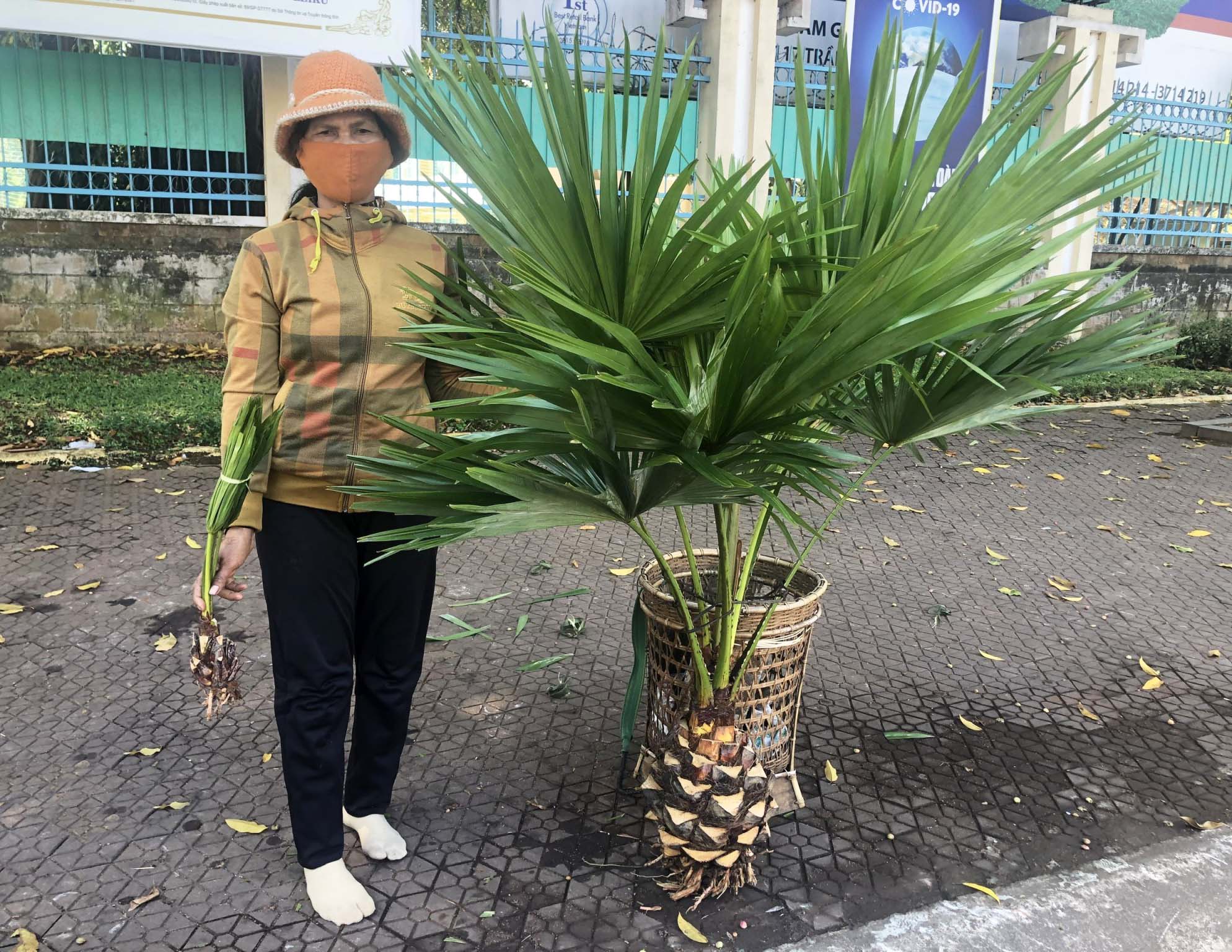 Chuyện lạ cây cảnh chơi Tết-đào cây cọ trên đồi đem bán thế mà nhiều khách lại thích mua - Ảnh 2.