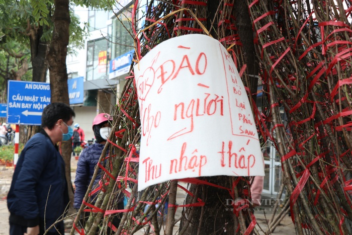 Hà Nội: Đào rừng giá tiền triệu hạ giá &quot;sốc&quot; xuống 50.000 đồng ngày cuối cùng của năm  - Ảnh 10.