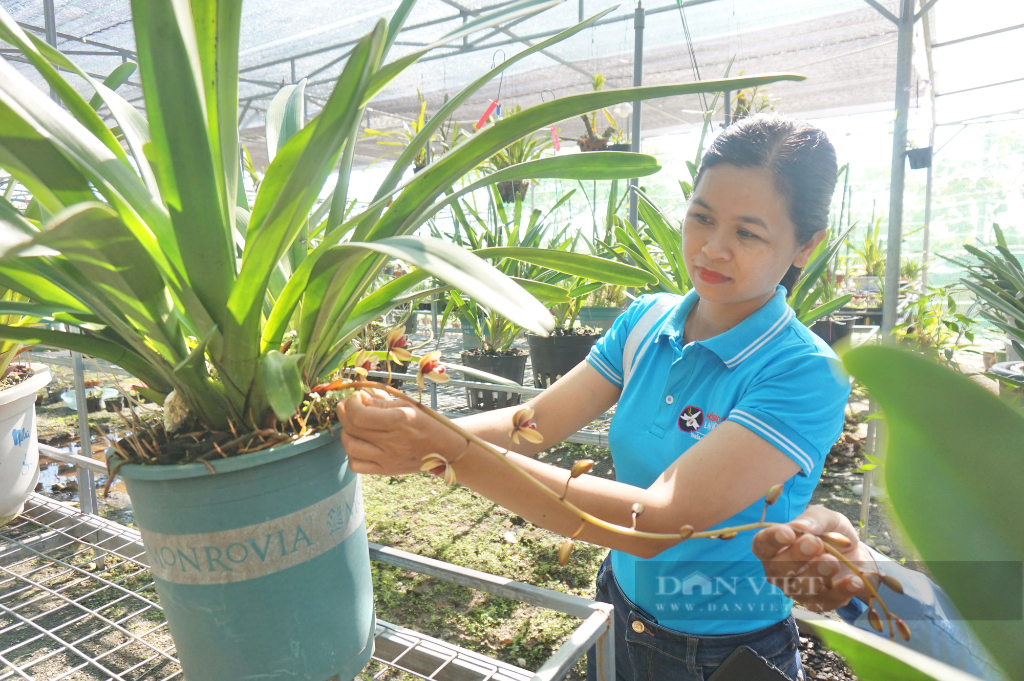 Đà Nẵng: Vốn Quỹ Hỗ trợ nông dân “phao cứu sinh” để nông dân làm giàu - Ảnh 1.