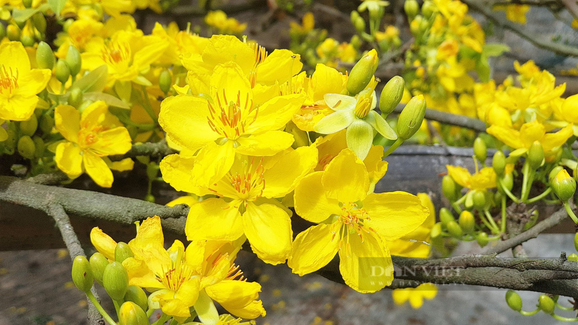Cây mai vàng tán khủng nở hoa tuyệt đẹp, đốn tim người xem ở miền Tây - Ảnh 7.