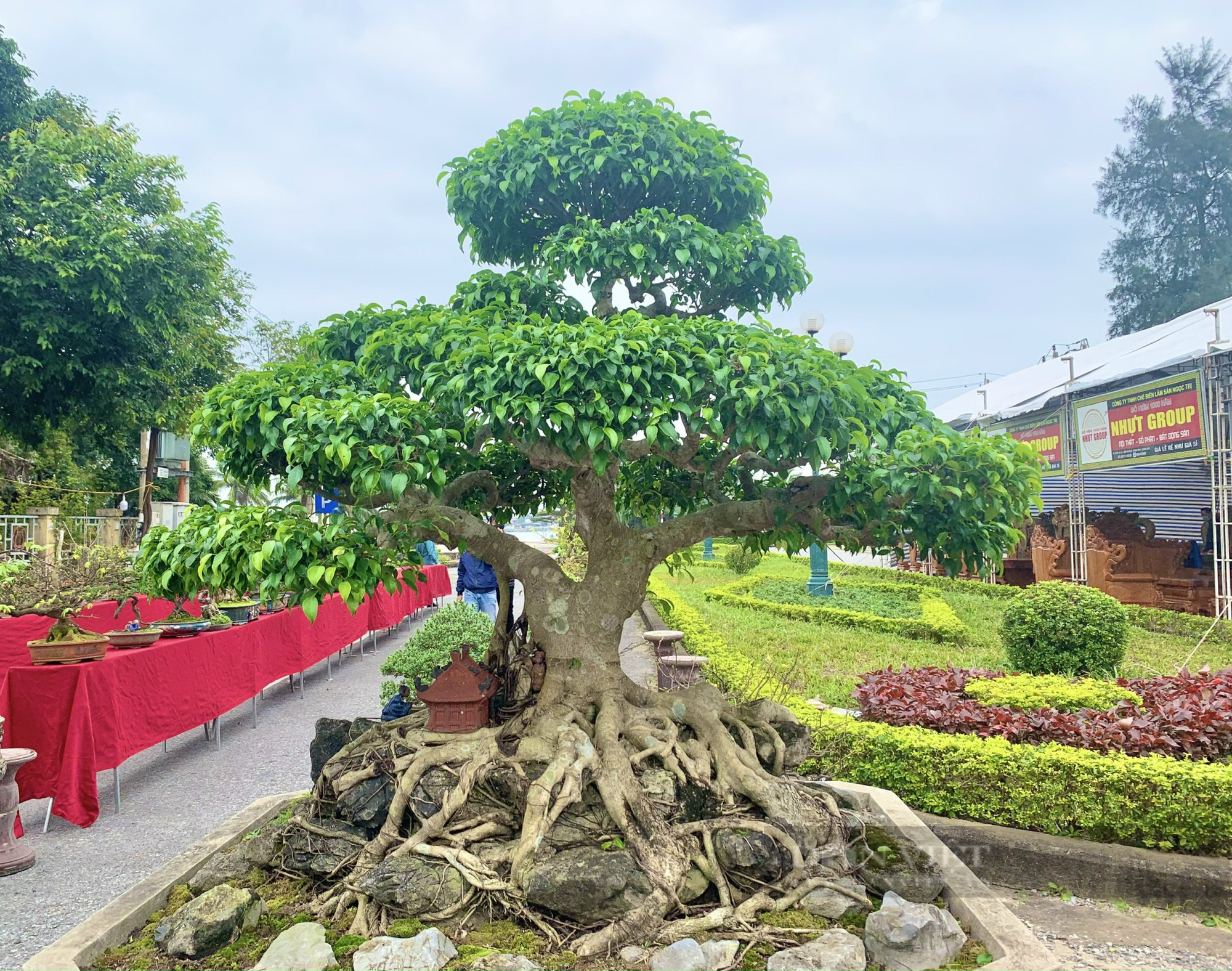 Sanh Nam Điền thế &quot;Dáng làng&quot;, &quot;Lão mai đồng quý tử&quot; có người trả giá ngang chiếc ô tô ông nông dân chưa bán - Ảnh 4.