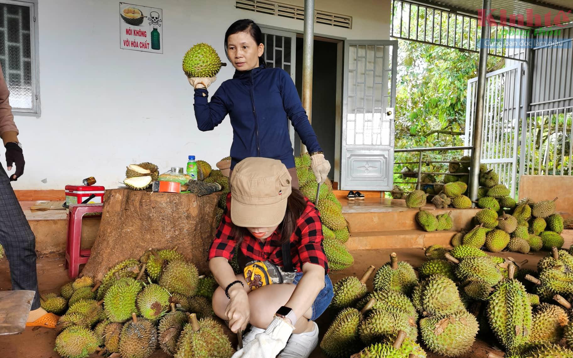 Trung Quốc chi 4,5 tỷ USD để mua loại trái cây này, là thứ quả Việt Nam đang tìm đường bán chính ngạch