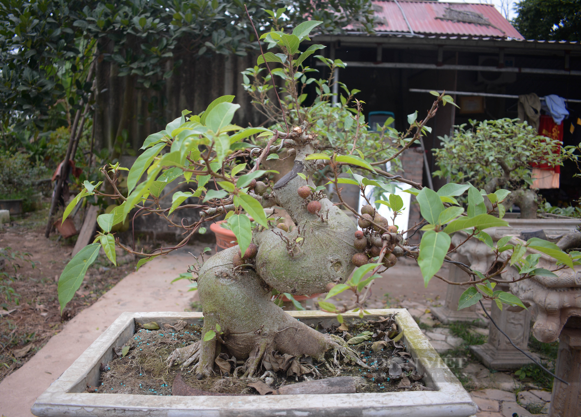 &quot;Luyện&quot; cây da trắng, quả đỏ thành cây cảnh bonsai độc lạ, trai 9X xứ nhãn kiếm đều chục triệu/tháng - Ảnh 11.