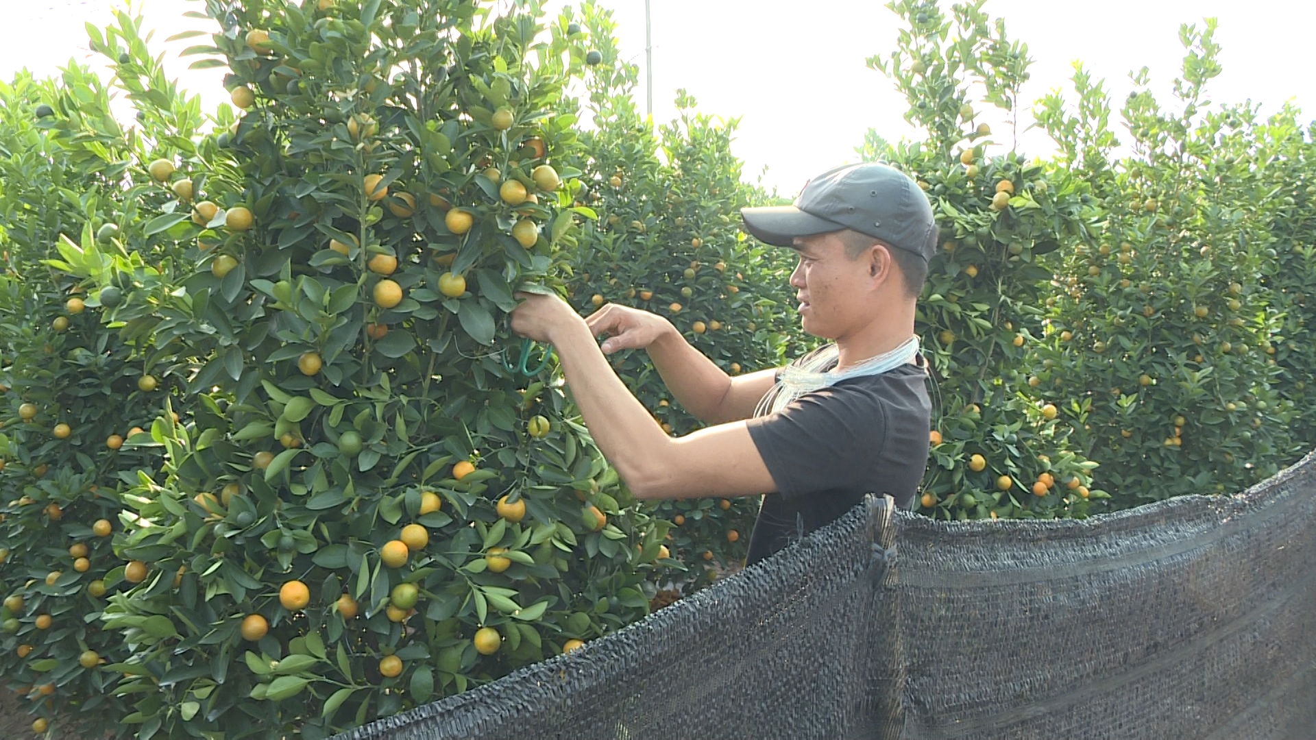 Hưng Yên: 74 ha cây quất cảnh chưng Tết của 1 xã của huyện Văn Giang sẵn sàng ra chợ - Ảnh 1.