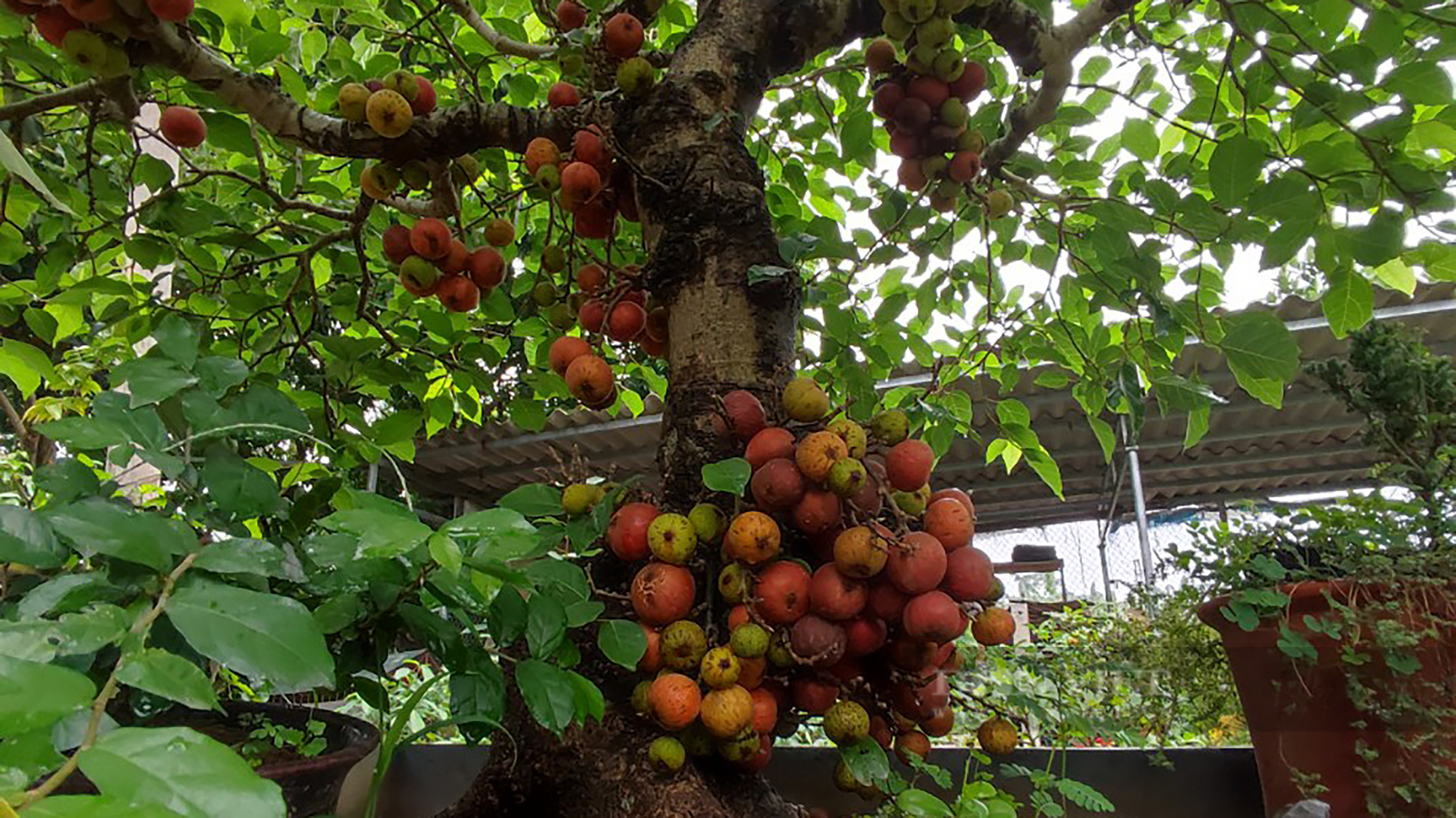 &quot;Luyện&quot; cây da trắng, quả đỏ thành cây cảnh bonsai độc lạ, trai 9X xứ nhãn kiếm đều chục triệu/tháng - Ảnh 6.