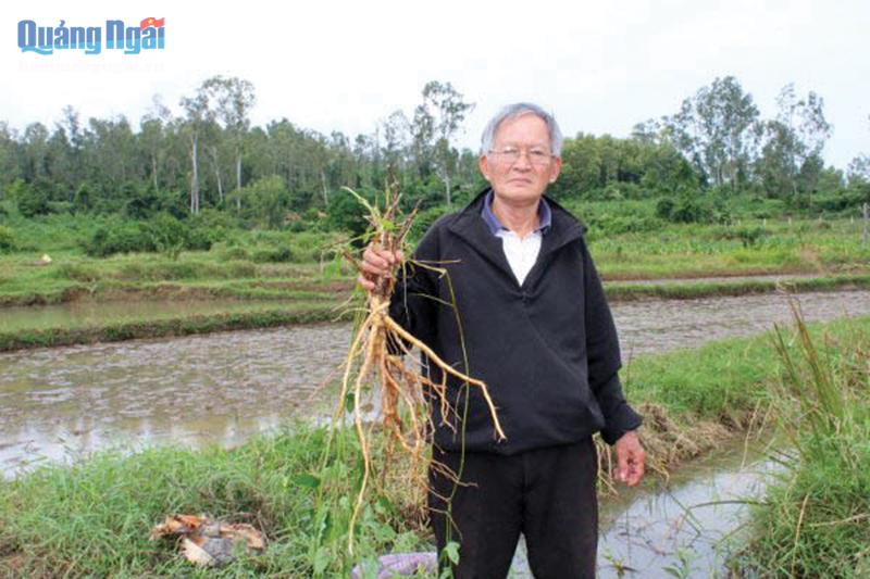 Quảng Ngãi: Loài sâm tên lạ trông hình thù thế nào mà đi kiếm mãi mới tìm được 1 cây ra củ rất to? - Ảnh 4.