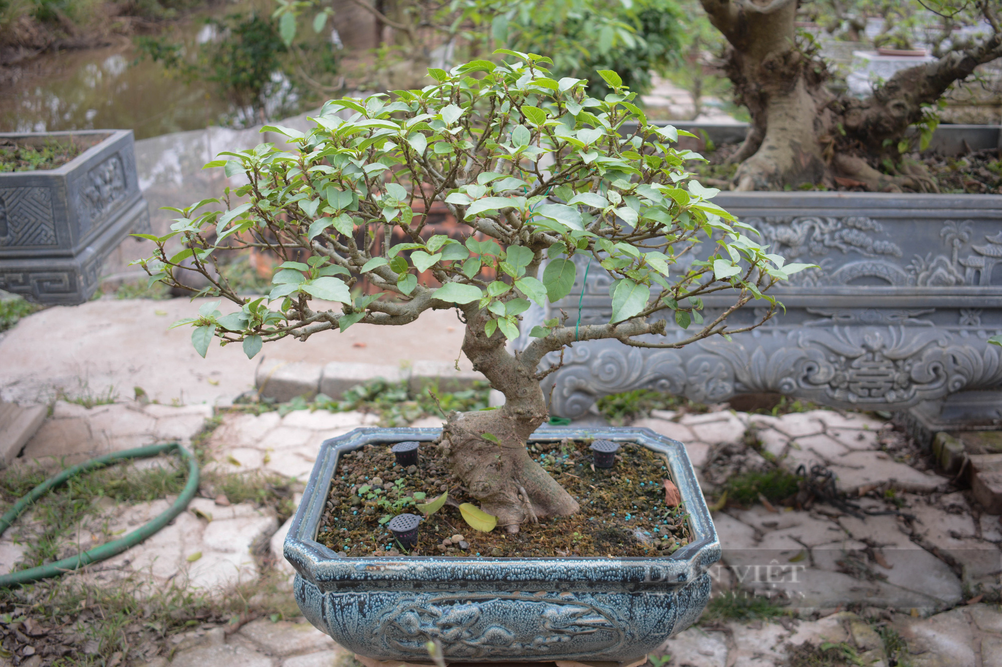 &quot;Luyện&quot; cây da trắng, quả đỏ thành cây cảnh bonsai độc lạ, trai 9X xứ nhãn kiếm đều chục triệu/tháng - Ảnh 8.