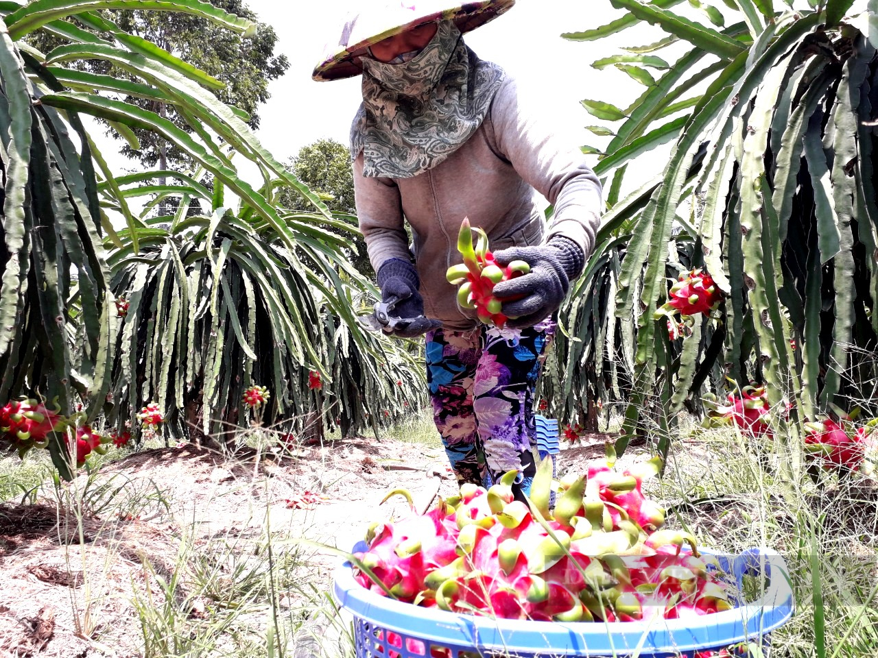 Long An: Thanh long rục rịch đi bằng “công biển” - Ảnh 3.