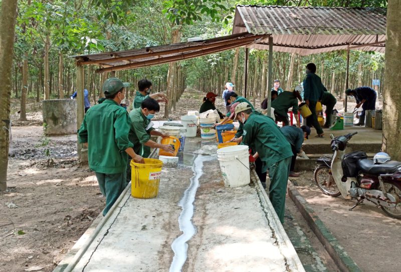 Bán sang Trung Quốc gần 2 triệu tấn, Việt Nam thu tỷ đô từ loại cây được trồng - Ảnh 1.