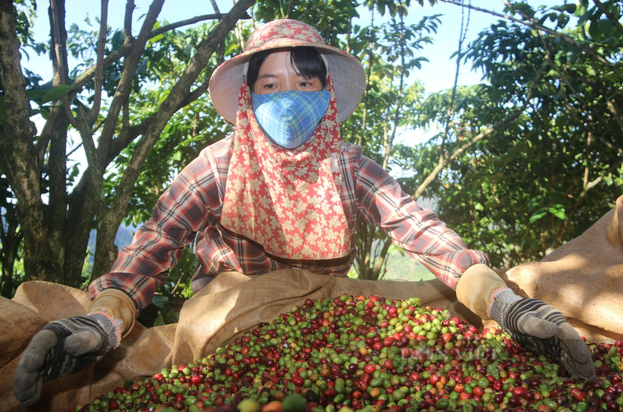 Giá cà phê Robusta Đắk Lắk hôm nay giảm 300 đồng/kg, lão nông chia sẻ độc chiêu hái cà phê - Ảnh 1.