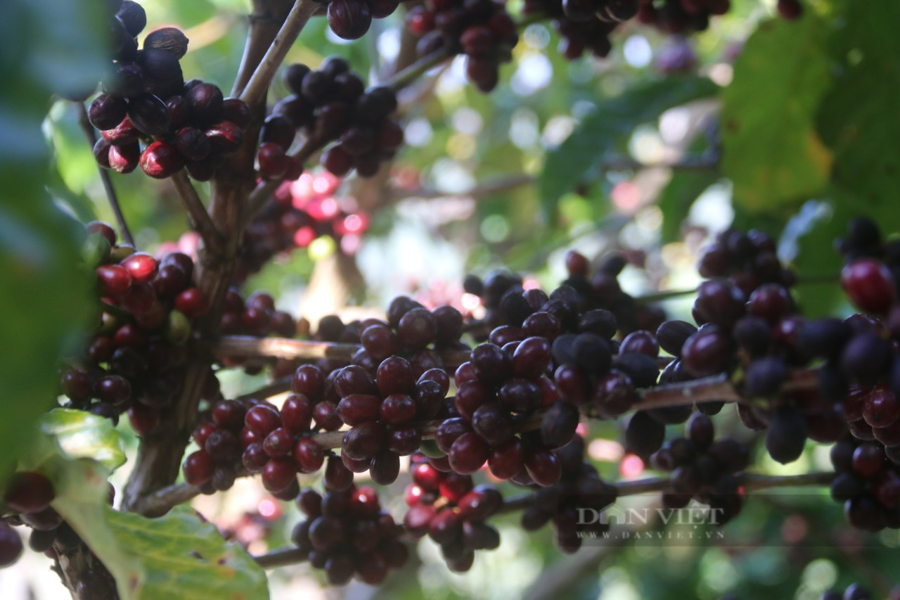 Giá cà phê Robusta Đắk Lắk hôm nay giảm 300 đồng/kg, lão nông chia sẻ độc chiêu hái cà phê - Ảnh 2.