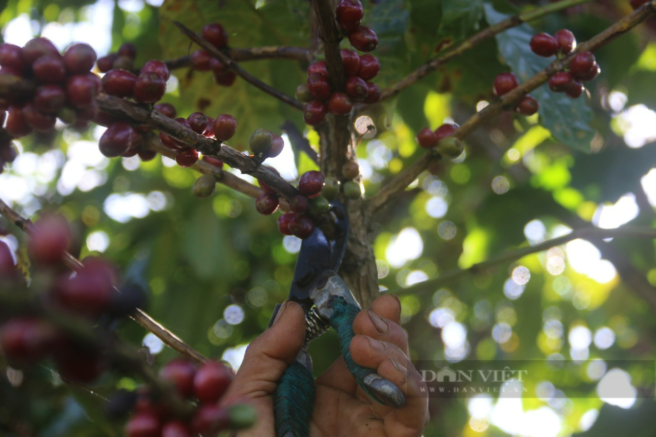 Giá cà phê Robusta Đắk Lắk hôm nay giảm 300 đồng/kg, lão nông chia sẻ độc chiêu hái cà phê - Ảnh 3.