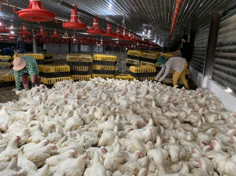 Đồng Nai: Giá loại gà này bất ngờ tăng cao, từ gần 10.000 đồng/kg lên 28.000-30.000 đồng/kg chỉ vài tháng - Ảnh 1.