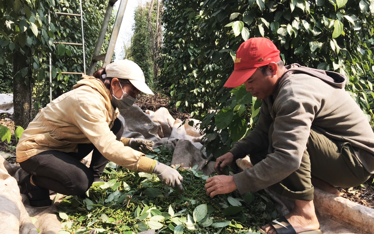 Mỹ, Trung Quốc tăng tốc mua nhiều, giá tiêu xuất khẩu Việt Nam tăng mạnh