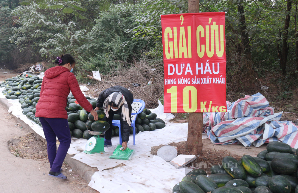 Người dân Hà Nội chung tay giải cứu nông sản xuất khẩu những ngày đầu năm - Ảnh 5.