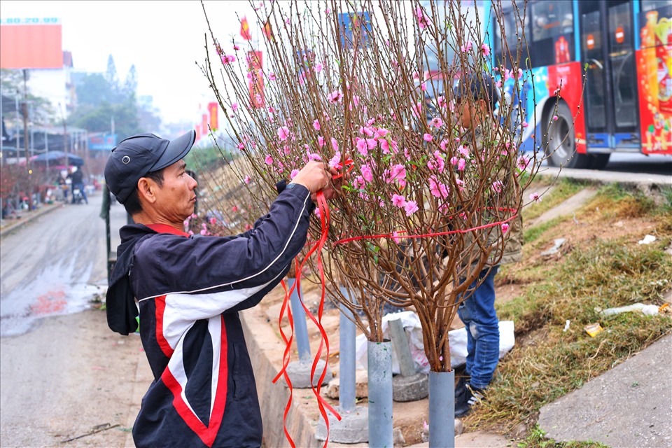 giá hoa đào tết 