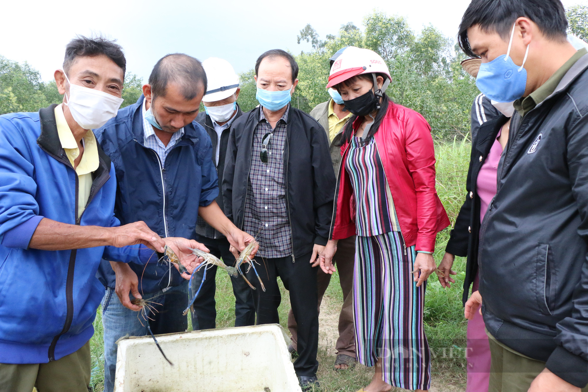 Quảng Ngãi: Mô hình nuôi tôm càng xanh đem lại tiền triệu cho nông dân  - Ảnh 1.