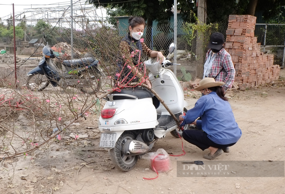 Đào Nhật Tân &quot;cười&quot; từ vườn ra phố - Ảnh 8.