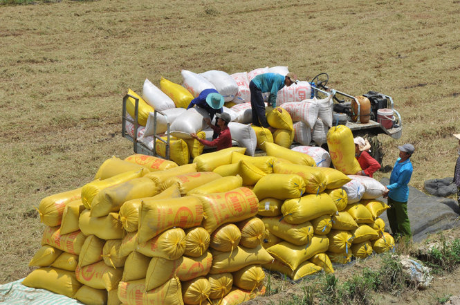 Việt Nam tham vọng đưa trực tiếp gạo Việt vào các hệ thống phân phối lớn trên thế giới - Ảnh 1.