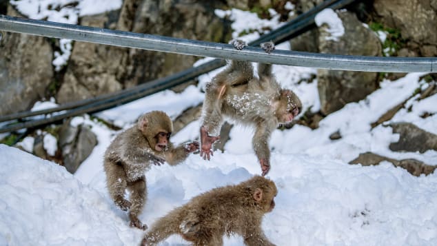 Vì sao khỉ tuyết Nhật Bản thích tắm suối nước nóng tại &quot;Thung lũng địa ngục&quot;? - Ảnh 2.