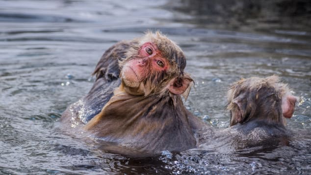 Vì sao khỉ tuyết Nhật Bản thích tắm suối nước nóng tại &quot;Thung lũng địa ngục&quot;? - Ảnh 4.