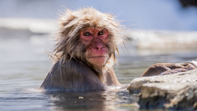 Vì sao khỉ tuyết Nhật Bản thích tắm suối nước nóng tại &quot;Thung lũng địa ngục&quot;? - Ảnh 1.