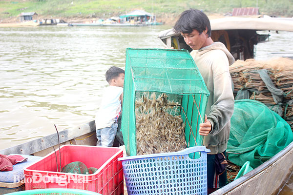 Đồng Nai: Khi nước hồ Trị An xuống thấp, dân ven bờ sau 1 đêm đổ ra toàn tôm tươi nhảy tanh tách - Ảnh 4.