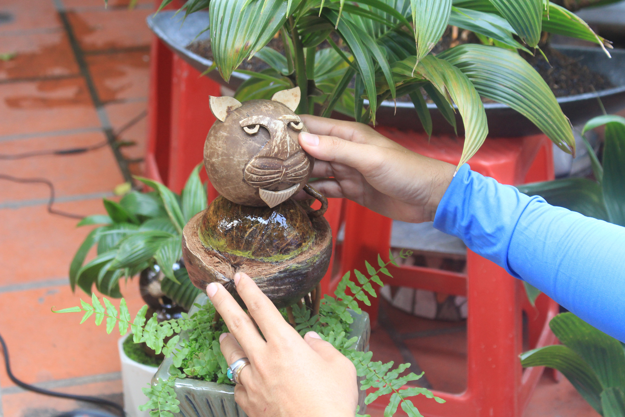 Kỳ công làm bonsai dừa hình hổ bán Tết Nhâm Dần - Ảnh 2.
