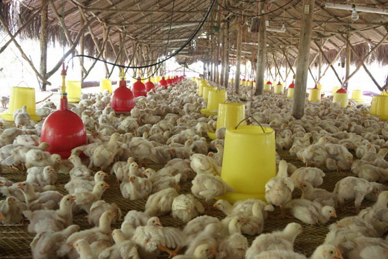 Giá gà công nghiệp tăng gấp 3, người chăn nuôi kỳ vọng thị trường cuối năm - Ảnh 3.