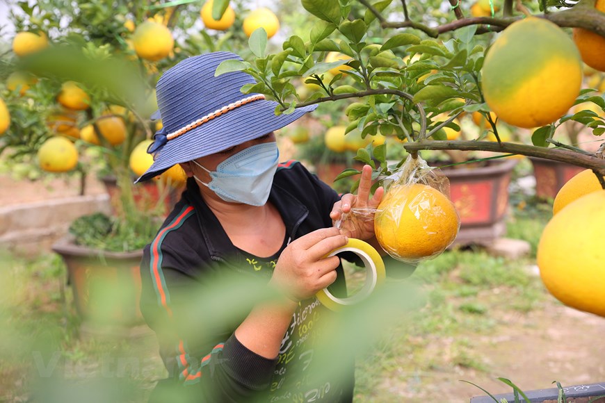 Loại cây cho trái vàng sắp &quot;nhả vàng&quot;, nhà vườn háo hức chờ &quot;thượng đế&quot; đến định giá - Ảnh 10.