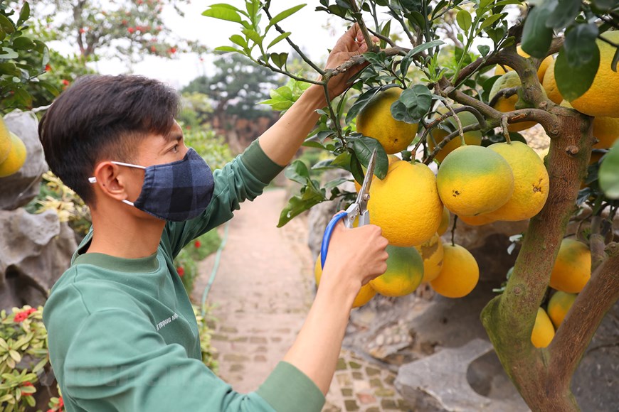 Loại cây cho trái vàng sắp &quot;nhả vàng&quot;, nhà vườn háo hức chờ &quot;thượng đế&quot; đến định giá - Ảnh 2.