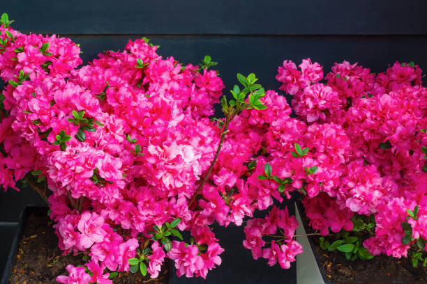 Cây cảnh bạn nhất định muốn có trong Tết Nguyên đán, chăm sóc cách nào để cây nở hoa rực rỡ - Ảnh 7.