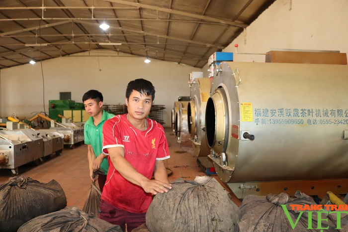 Huyện vùng cao Thuận Châu đẩy mạnh ứng dụng công nghệ cao, nông nghiệp hữu cơ trong sản xuất nông nghiệp - Ảnh 4.