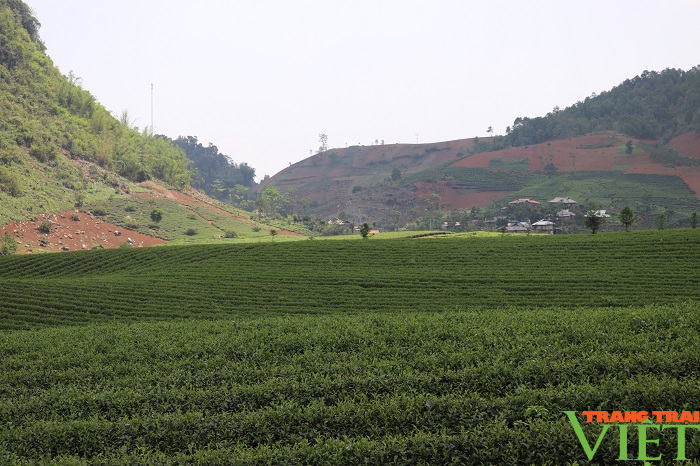 Huyện vùng cao Thuận Châu đẩy mạnh ứng dụng công nghệ cao, nông nghiệp hữu cơ trong sản xuất nông nghiệp - Ảnh 6.