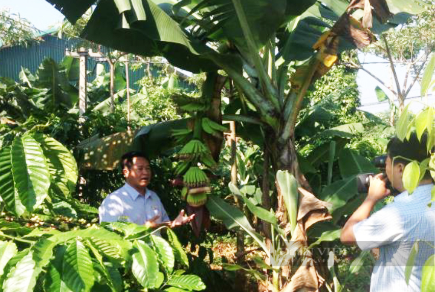 Giá cà phê Robusta Đắk Lắk liên tục giảm, bất ngờ tác dụng của cây chuối trong vườn cà phê - Ảnh 4.