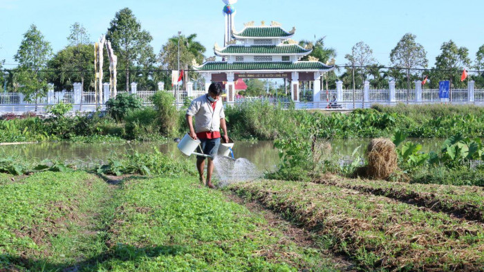 Nông dân miền Tây háo hức xuống giống rau màu “hốt” vụ Tết - Ảnh 3.