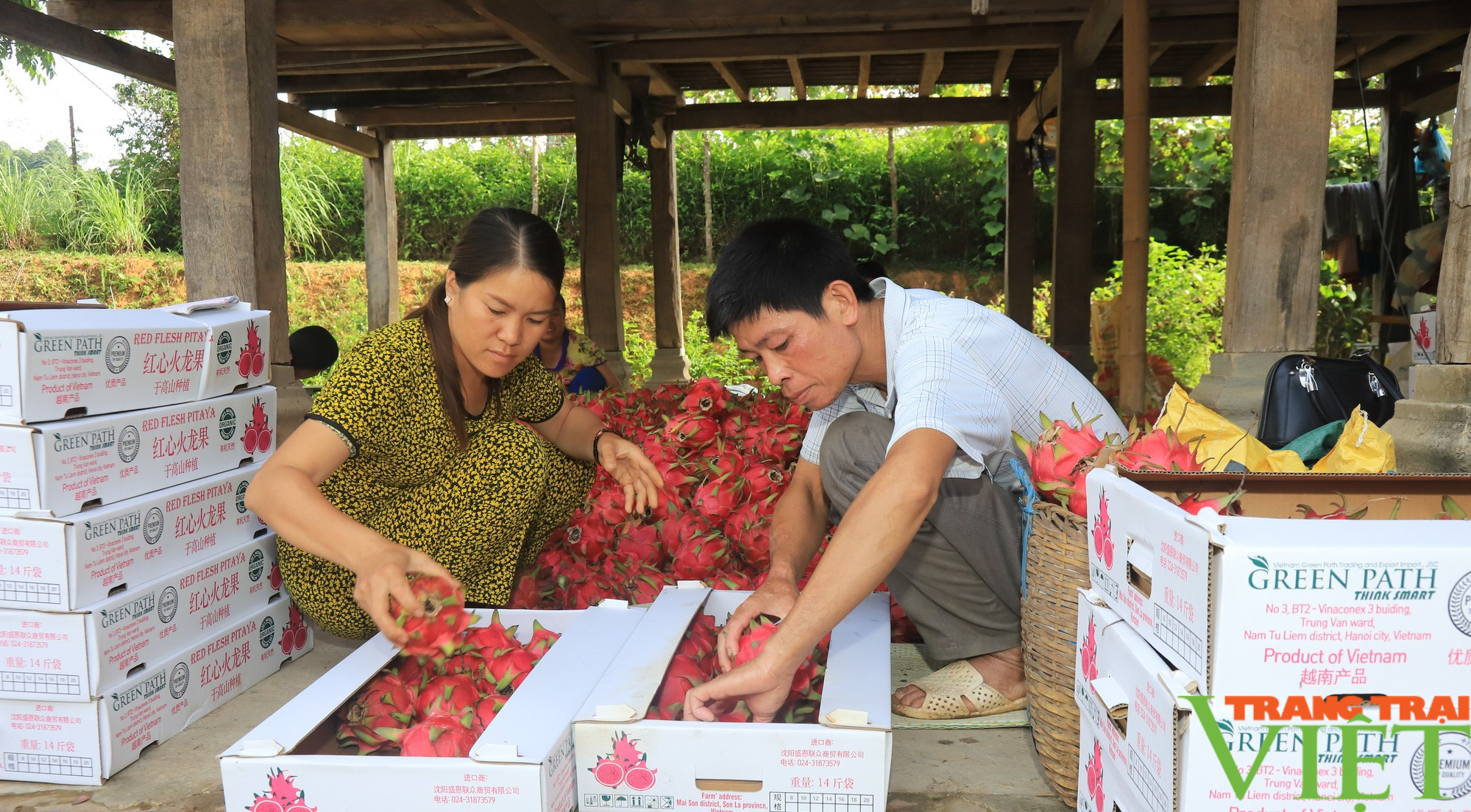 Huyện vùng cao Thuận Châu đẩy mạnh ứng dụng công nghệ cao, nông nghiệp hữu cơ trong sản xuất nông nghiệp - Ảnh 5.