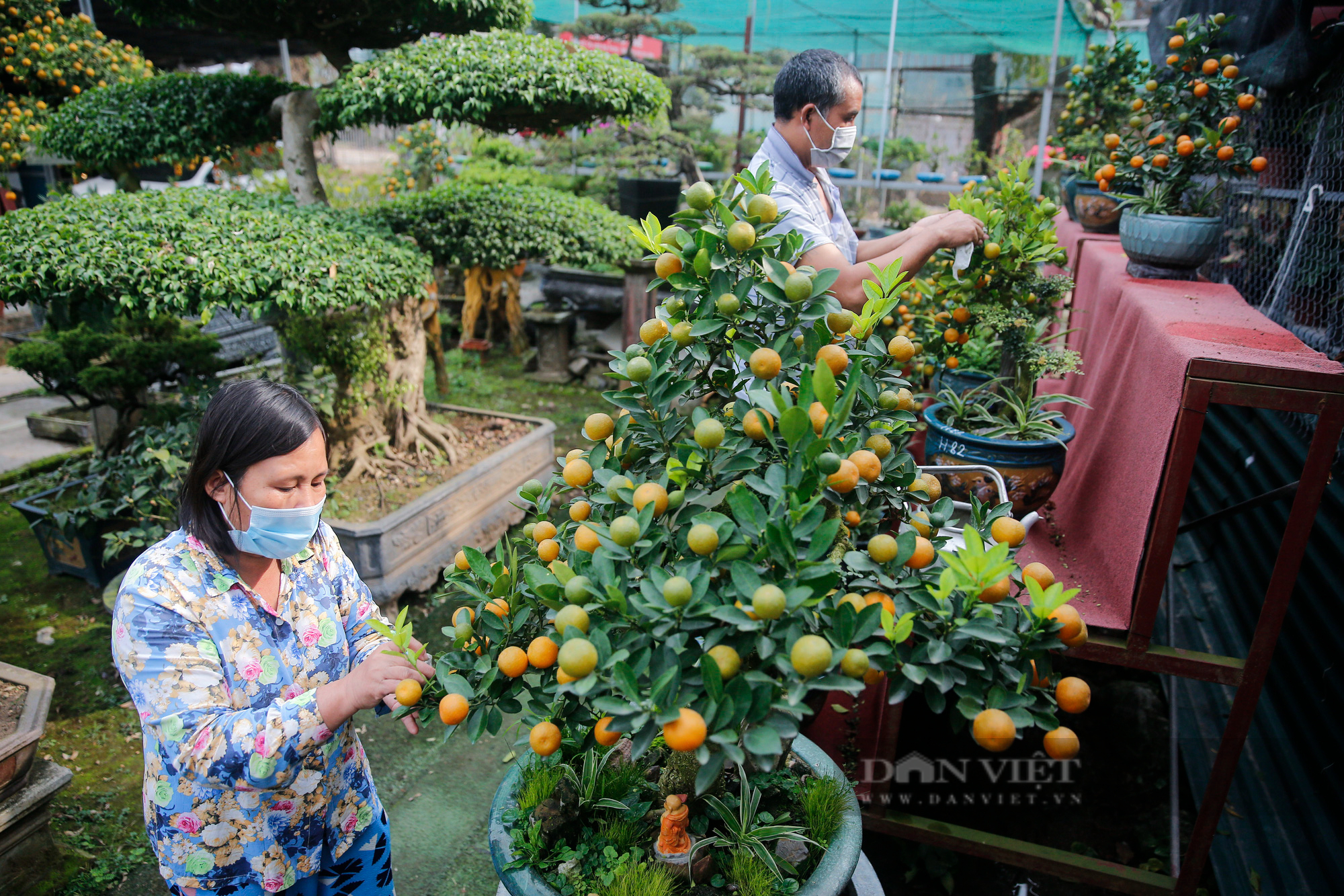 Ngắm quất cảnh mọc trên thân cây cổ thụ xù xì, giá trăm triệu vẫn &quot;cháy hàng&quot; - Ảnh 2.