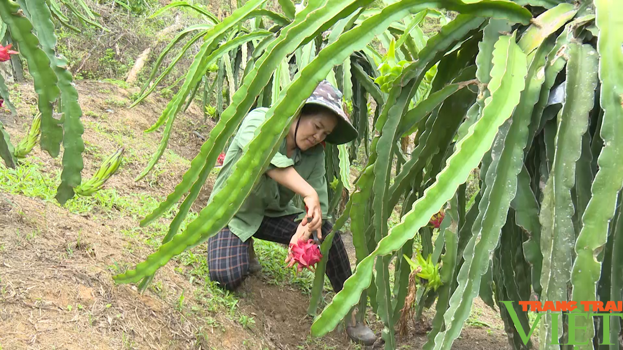 Huyện vùng cao Thuận Châu đẩy mạnh ứng dụng công nghệ cao, nông nghiệp hữu cơ trong sản xuất nông nghiệp - Ảnh 2.