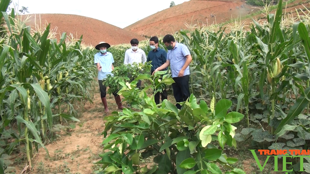 Huyện vùng cao Thuận Châu đẩy mạnh ứng dụng công nghệ cao, nông nghiệp hữu cơ trong sản xuất nông nghiệp - Ảnh 3.