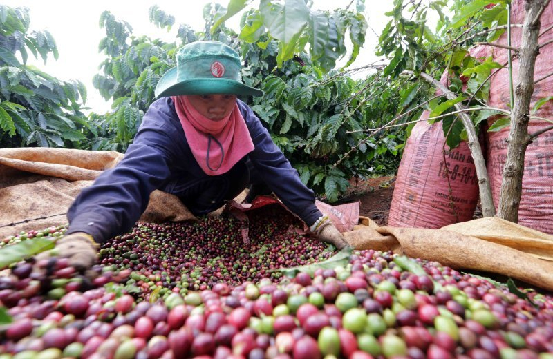Vượt qua khó khăn này, cà phê Việt có vô biên dư địa để trinh phục thị trường lớn nhất toàn cầu - Ảnh 3.