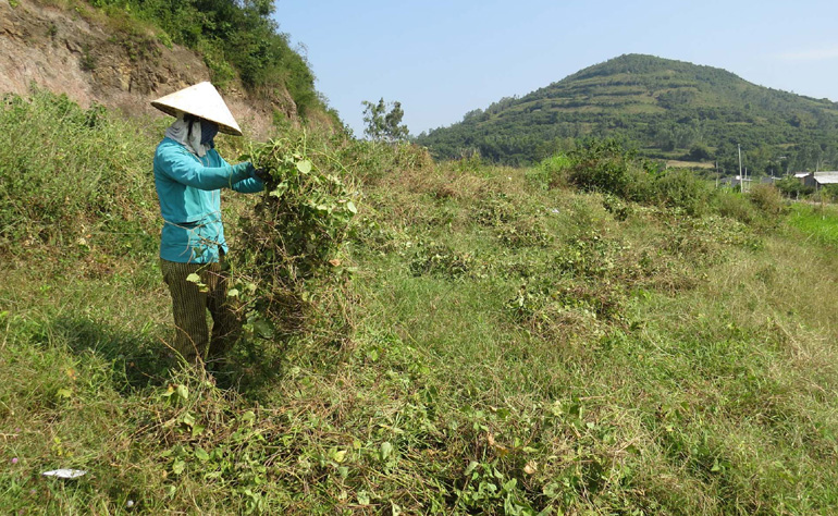 Phú Yên: Vùng đất trồng cây gì cũng còi dí, dân vãi thứ hạt này, ai ngờ trái ra quá trời, thu tiền nhiều hơn - Ảnh 1.