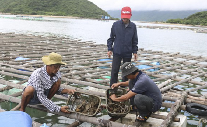 Khánh Hòa: Nuôi con gì ngoài biển, khách du lịch kéo ra xem, đến giờ ăn ai &quot;trúng số&quot; thấy ngọc quý thì được hưởng? - Ảnh 1.